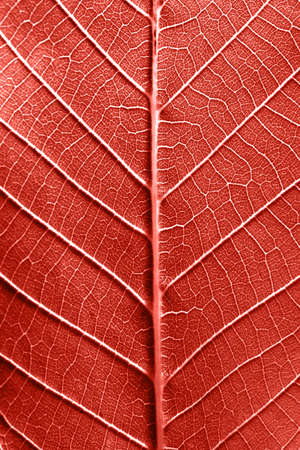Macro photo of the back side of leaf with veins. Leafy natural pattern in a color of the year 2019...