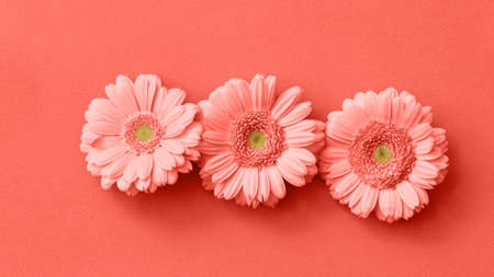 Creative beautiful gerbera flower pattern isolated in a trend color of the year 2019 Living Coral Pantone.の写真素材