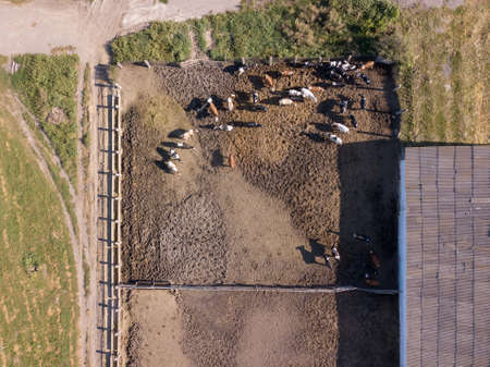 Large livestock of cows grazes on an agricultural farmland in a sunny day. Top aerial view from drone.の写真素材