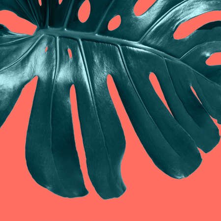 Big fresh bright evergreen leaf Monstera on a color Living Coral background. Flat lay. Decorative card. Close up.の写真素材