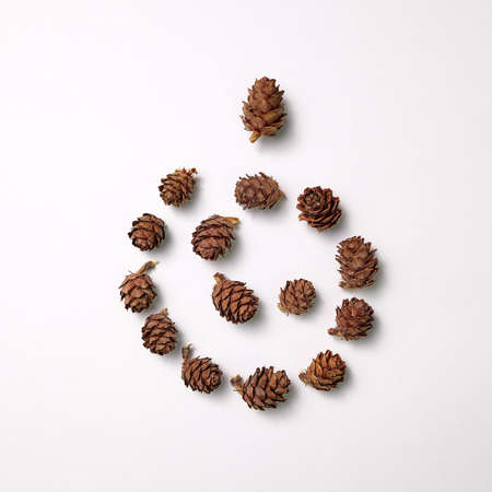 Pine cones in the shape of a cones presented on a gray background with copy space for text. Natural compositionの写真素材