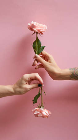 A girl hand with a tattoo holds a flower up, a woman hand holds a rose down around a pink background with copy space.の写真素材