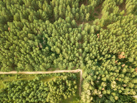 Top view on a sunny summer day on a dirt road through the foliage of the forest. Natural background. Aerial view from the droneの写真素材