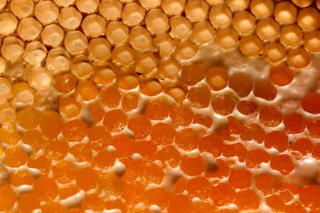 Macro photo eco friendly honey in wax comb. Creative food layout. Flat layの写真素材