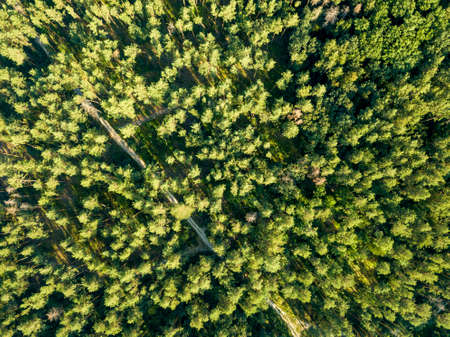 Aerial photograph of a summer day on green foliage forest. Natural background. Environmental conservation conceptの写真素材