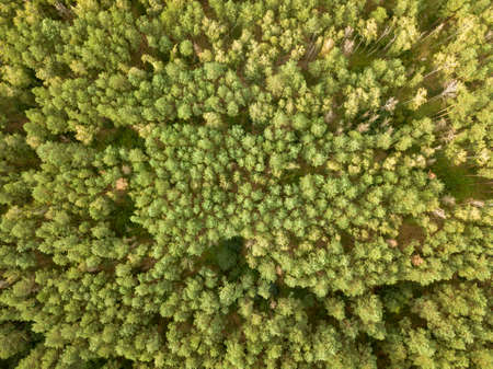 Natural background from the forest in the daytime. Aerial view of the drone as a layout for your ideas. Top viewの写真素材