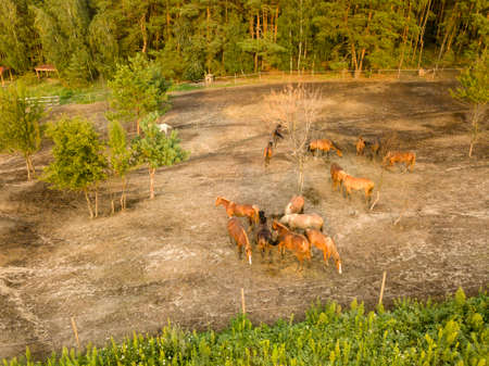 Group of beautiful brown horses on a walking hill near the forest. Aerial view from the drone