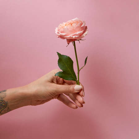 Rose with green leaves in the hand of a woman around a pink background with space for text. Presentの写真素材