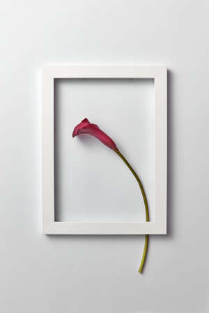 Flowering frame with natural calla lily flower on a light gray background.の写真素材