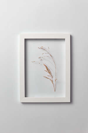 Decorative composition of seedhead plant in a rectangular frame on a light background.の写真素材