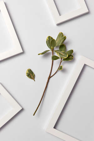 Natural organic ficus branch and empty decorative frames on a light background.の写真素材