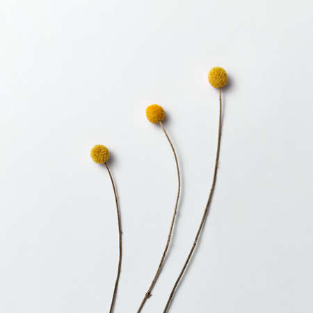 Three long yellow natural flowers on a light background. Floral pattern as a greeting card.の写真素材
