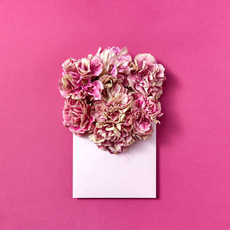 Post card with pink carnation flowers in an envelope on a magenta background.の写真素材