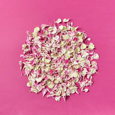 Round pattern of flowers petals on a magenta background.の写真素材