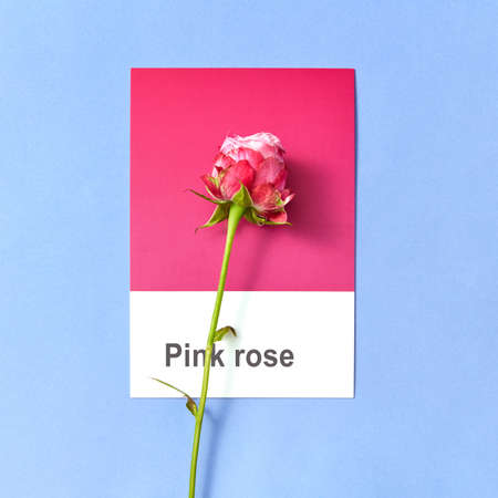 Congratulation card with rose on a duotone sheet on a pastel background.の写真素材