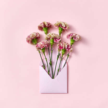 Carnation flowers in an envelope on a pastel pink background.の写真素材