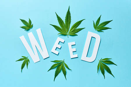 Word Weed from paper with cannabis leaves on a pastel blue background.の写真素材