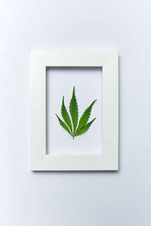 Plant handmade rectangular frame with natural green marijuana leaf on a light grey background, copy space. Concept use of cannabis for medical puposes. Flat lay.の写真素材
