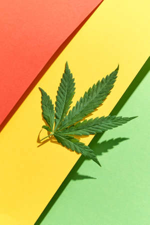 Decorative tricolor paper background and green leaf with hard shadows, copy space. Concept use of cannabis for medical puposes.の写真素材