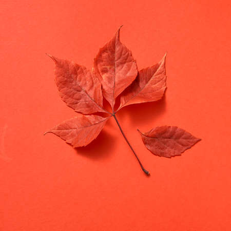 The autumn colorful foliage on a coral background with soft shadows, copy space. Flat lay.