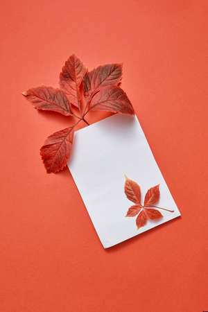 Congratulations postcard from colorful autumn leaves and empty paper sheet on a coral background...