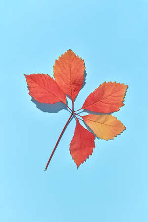 Red grape leaves branch with hard shadows on a blue background.の写真素材