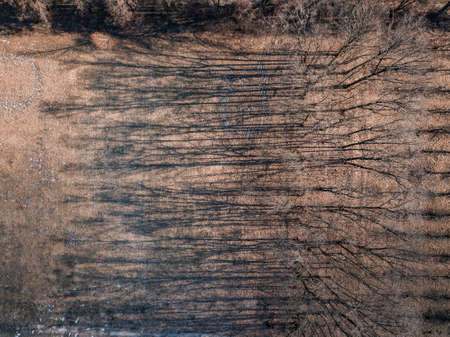 Drone view of trees skeletons with shadows on a ground.の写真素材