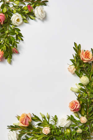 Congratulation plant corner frame from evergreen branch of boxwood with coral roses flowers on a light grey background, copy space. Valentine's Day greeting card.の写真素材