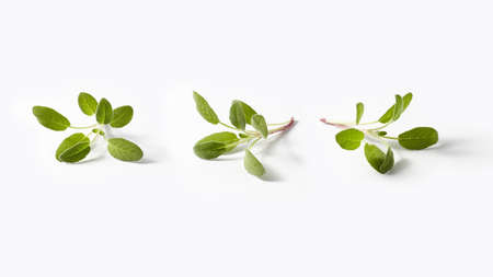 Fresh salvia leaves set from three fresh green twigs of tender spring salvia plant on a light grey background with copy space.の写真素材