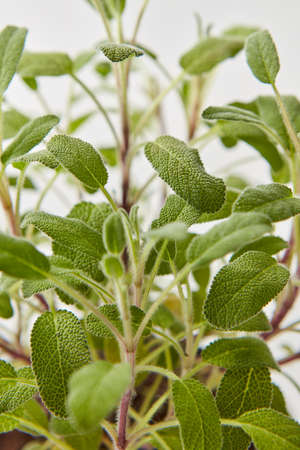 Close-up view of botanical natural backdrop from branches of fresh green salvia plant on a light grey background. Selective focus.の写真素材