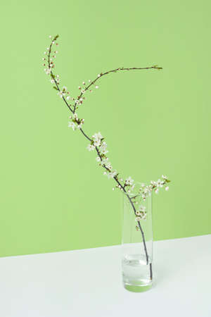 Congratulation composition with tender blooming cherry flowers branch in a glass of water on a...