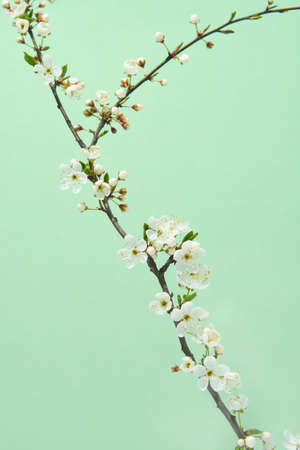 Congratulation postcard with tender blooming cherry branch against pastel green background, copy space. Greeting spring card.の写真素材