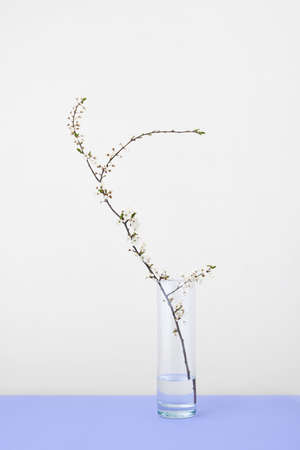 Gongratulation card with cherry twig in glass on a light grey background.の写真素材