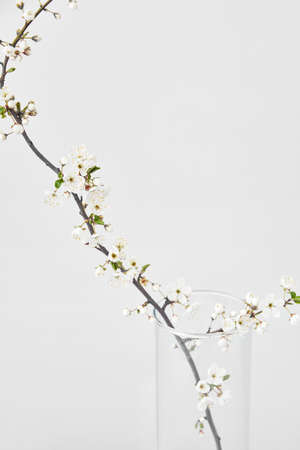 Glass vase with blooming spring branch of tender cherry on a light grey background.の写真素材