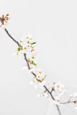 Cherry branch in blossom with small flowers on a light grey background.の写真素材