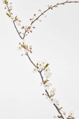 Blooming cherry branch with small flowers on a light grey background.の写真素材
