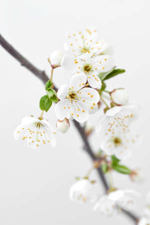 Close up cherry twig with flowers on a light gray background.の写真素材