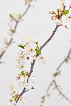 Congratulation background with spring blooming cherry branches.の写真素材