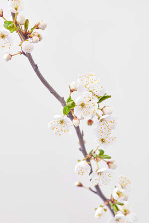 Close-up spring cherry twig in blossom against light grey background.の写真素材