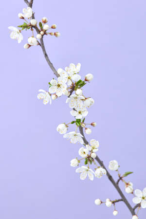 Spring branch of blooming cherry flowers on a light purple background.の写真素材