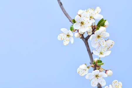 Close up cherry twig with flowers on a light lavender background.の写真素材