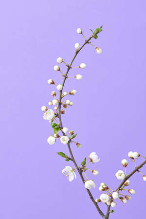 Spring cherry twig with small flowers on a light purple background.の写真素材