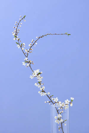 Glass vase with cherry branch with small flowers on a lilac background.の写真素材