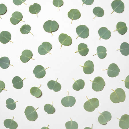 Congratulation decorative pattern from small leaves of fresh natural evergreen Eucalyptus plant on a white background. Greeting card.の写真素材