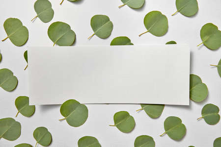 Greeting postcard from small leaves of fresh natural evergreen Eucalyptus plant and paper sheet for text on a light grey background, copy space. Top view.の写真素材