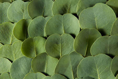Natural backdrop from close-up evergreen fresh natural leaves of Eucalyptus plant with soft shadows, copy space. Greeting card.の写真素材