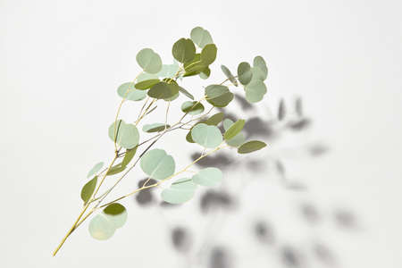 Botanical composition from falling natural twig of evergreen Eucalyptus plant with shadows above...