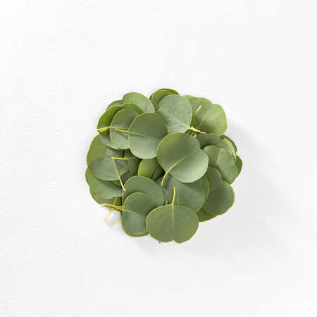 Fresh evergreen Eucalyptus leaves round pattern on a white background with copy space. Natural backdrop.の写真素材