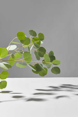 Creative composition from evergreen fresh natural branch of Eucalyptus plant above light grey background with soft shadows on a surface, copy space. Greeting card.の写真素材