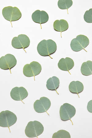 Creative backdrop from fresh green natural small leaves of Eucalyptus plant on a light grey background, copy space. Greeting card.の写真素材